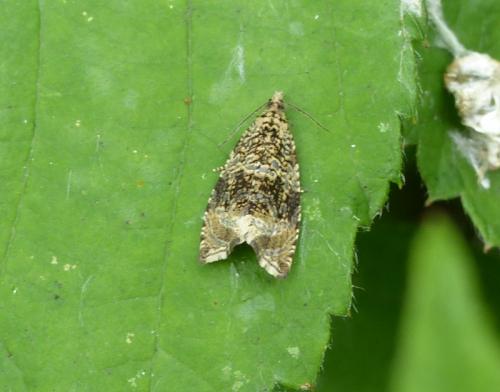 Celypha lacunana